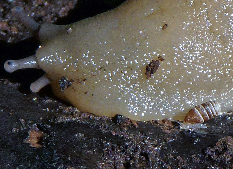 Limax punctulatus (?) dal Val Fredda (VA)
